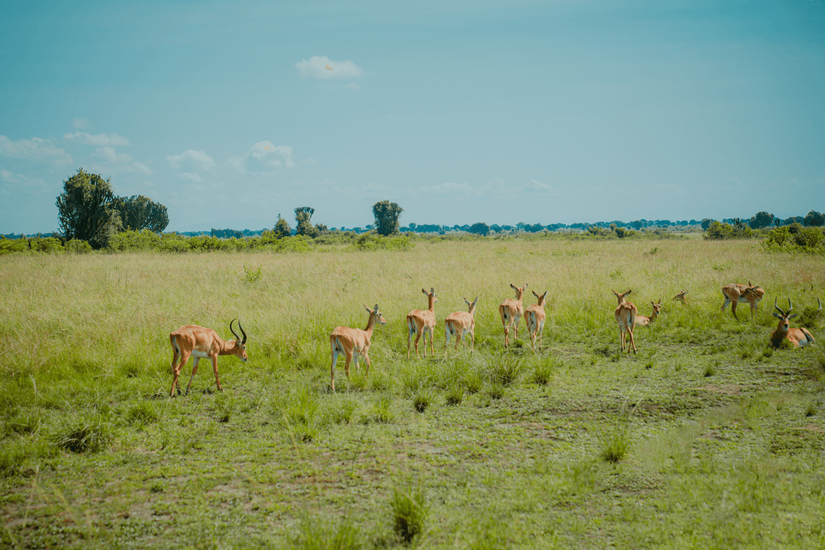 Uganda Safari Gallery Image 10