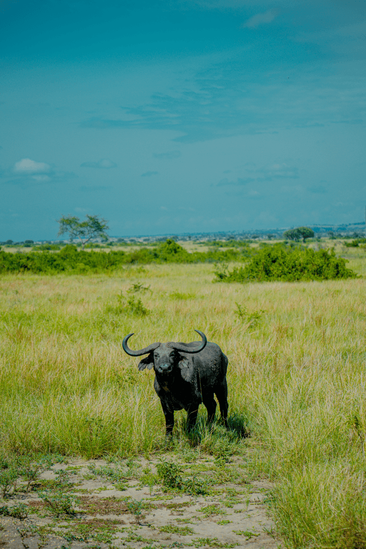 Uganda Safari Gallery Image 11