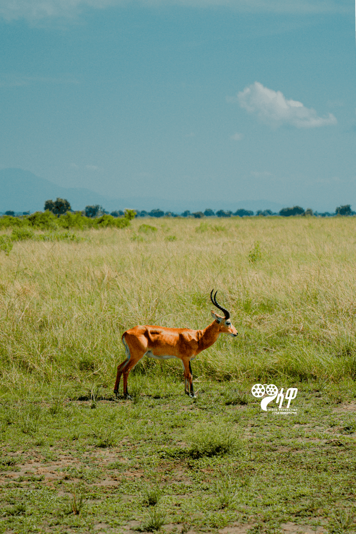 Uganda Safari Gallery Image 22