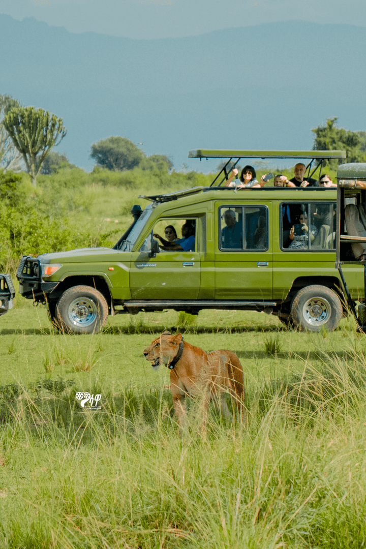 Uganda Safari Gallery Image 24