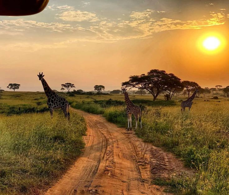 Uganda Safari Gallery Image 32