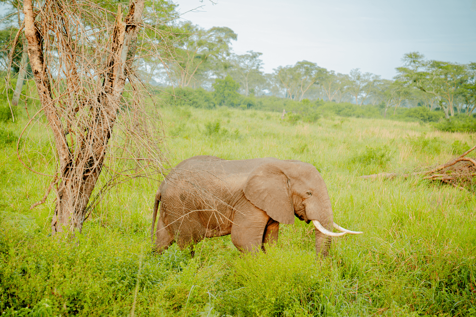 Uganda Safari Gallery Image 7