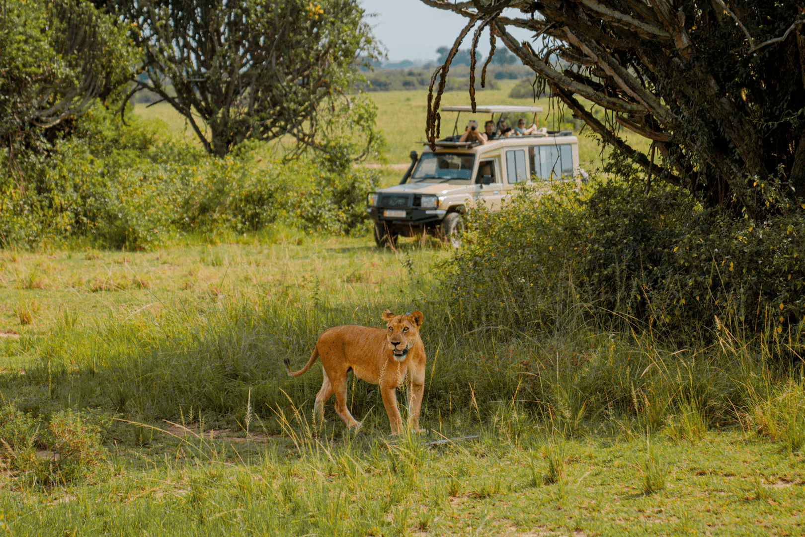 Uganda Safari Gallery Image 8