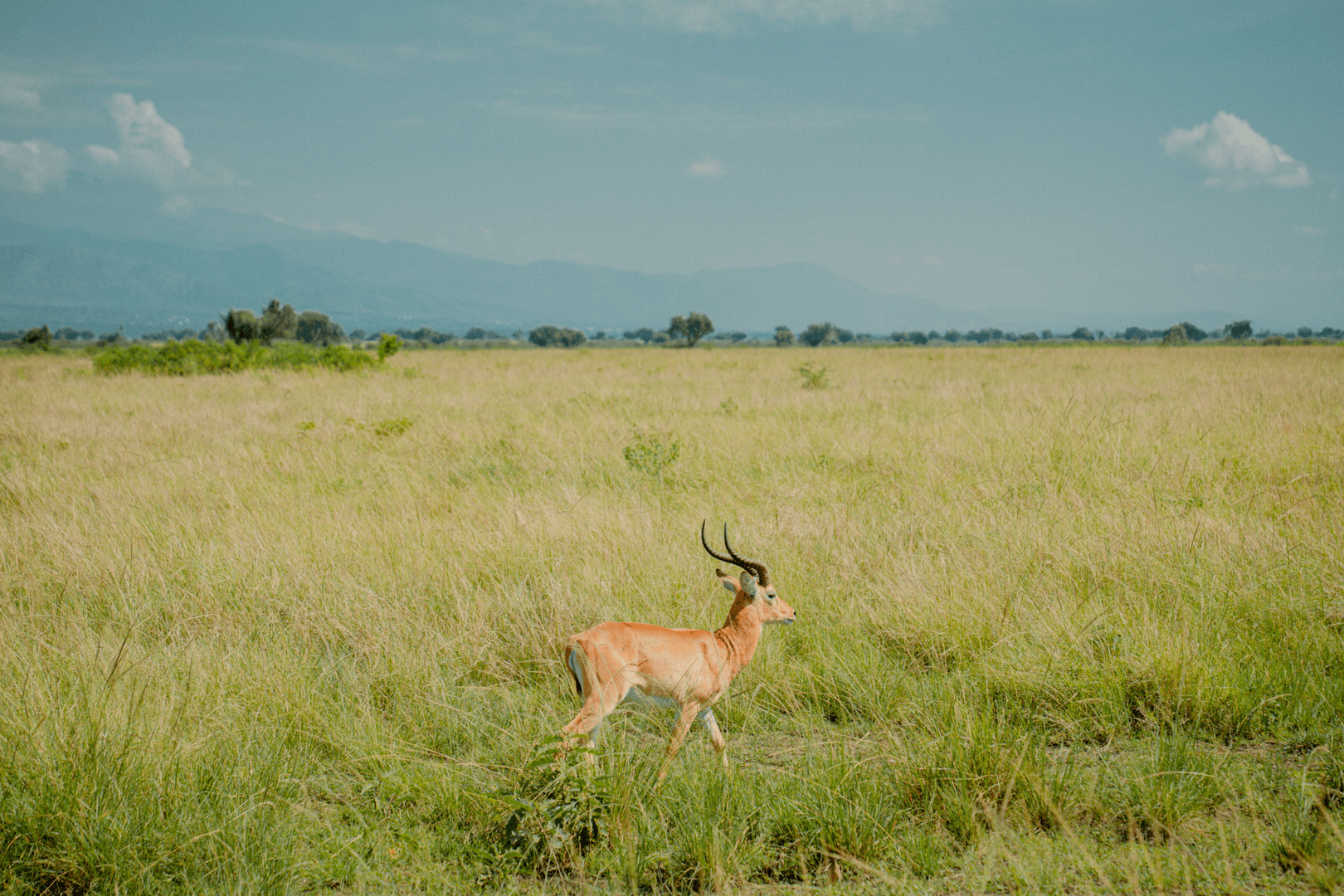 Uganda Safari Gallery Image 9